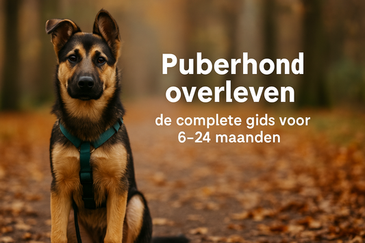 Puberhond overleven: de complete gids voor 6–24 maanden