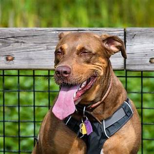 Honden als vroege 'bio‑waarschuwing': hoe uw trouwe viervoeter u kan beschermen tegen Valley‑fever
