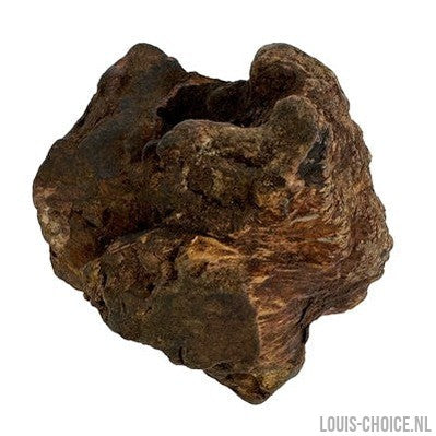Dog Woodzzz Kauwwortel Met Olijfolie-DOG WOODZZZ-Louis Choice