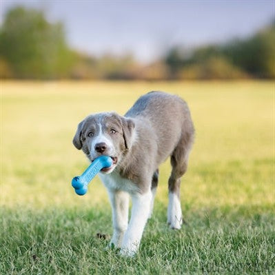 Kong Puppy Goodie Bone Roze Of Blauw Assorti-KONG-Louis Choice