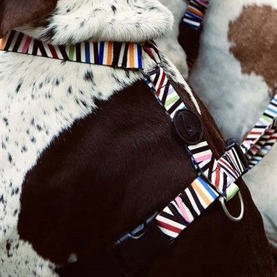 Morso Hondentuig H-Tuig Gerecycled Spaghetti Incident-MORSO-Louis Choice