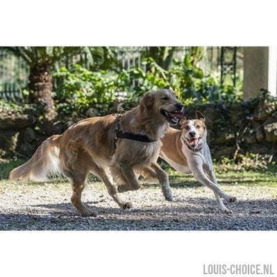 Morso Norwegian Hondentuig Gerecycled Full Metal Dog Bruin-MORSO-Louis Choice