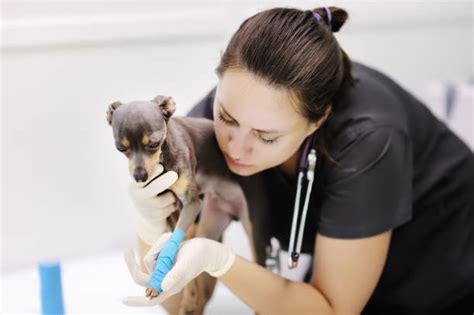 Honden en handblessures: waarom trainen belangrijk is voor welzijn én veiligheid