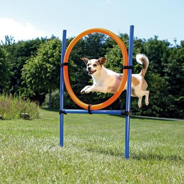 Training en gedrag