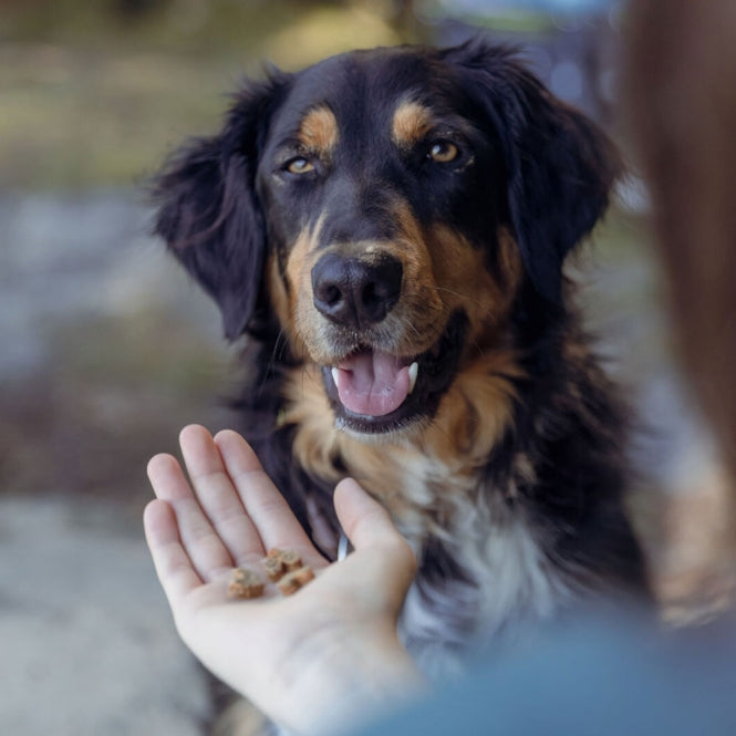 Trixie Insect treats - 80g