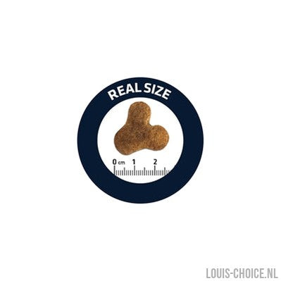 Advance Adult French Bulldog-ADVANCE-Louis Choice