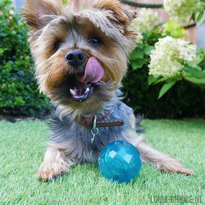 Biosafe Puppy Snack Bal Blauw-BIOSAFE-Louis Choice