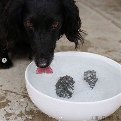 Dog Rocks-DOG ROCKS-Louis Choice