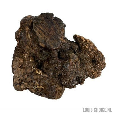 Dog Woodzzz Kauwwortel Met Olijfolie-DOG WOODZZZ-Louis Choice