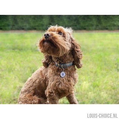 Fetch Tag Smart Pet Tag-FETCH TAG-Louis Choice