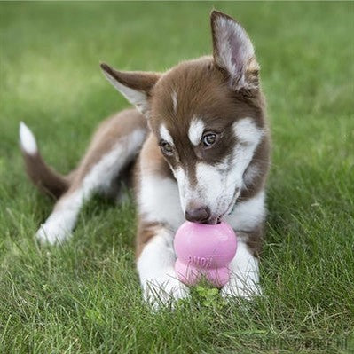 Kong Easy Treat Puppy-KONG-Louis Choice
