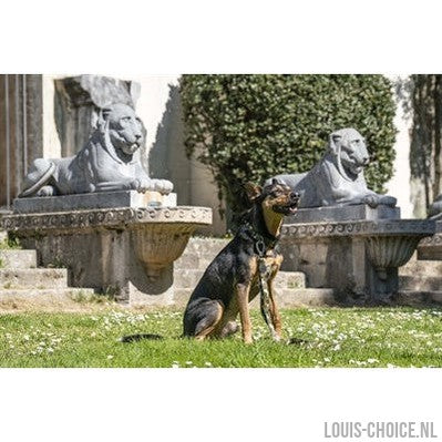 Morso Halsband Hond Gerecycled Full Metal Dog Bruin-MORSO-Louis Choice