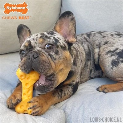 Nylabone Dura Chew Cheese Bone-NYLABONE-Louis Choice
