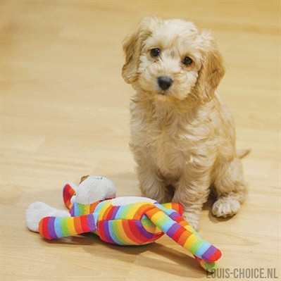 Rosewood Sonny Aap Regenboog-ROSEWOOD-Louis Choice