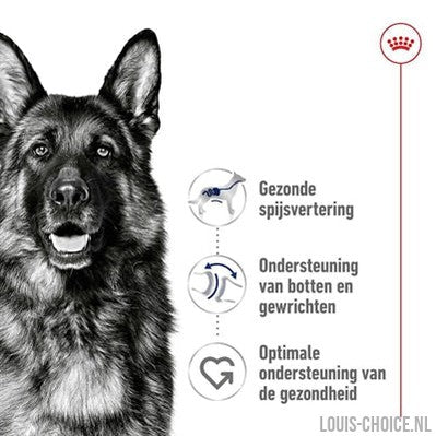 Royal Canin Maxi Adult-ROYAL CANIN-Louis Choice