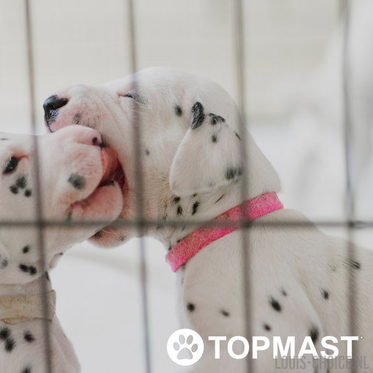 Topmast Puppyren Expandable - Opvouwbaar - Diverse Maten-Topmast-Louis Choice