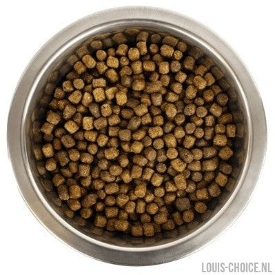 Yourdog Dwerg- Of Toypoedel Pup-YOURDOG-Louis Choice
