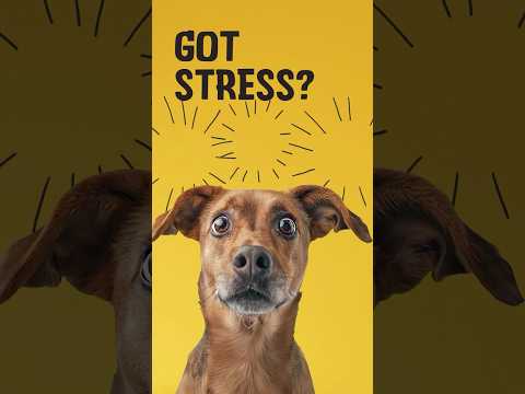 Excellent Pets No Stress Soft Chews