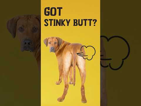 Excellent Pets Gland Guard Soft Chews